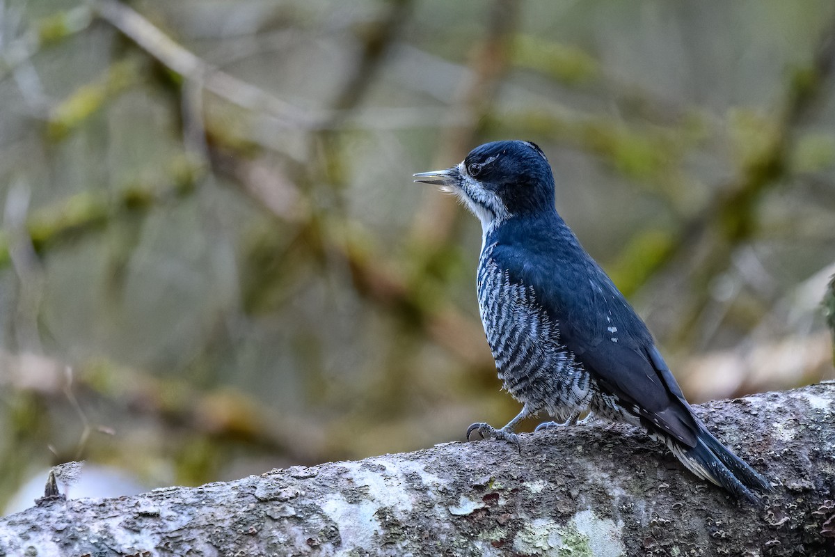 Black-backed Woodpecker - ML644881587