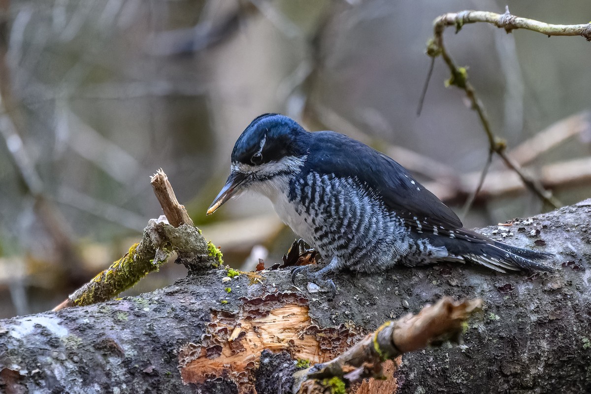 Black-backed Woodpecker - ML644881588