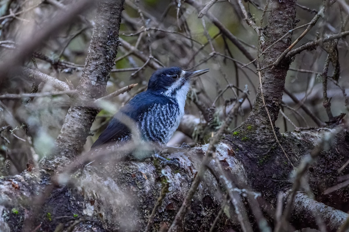 Black-backed Woodpecker - ML644881589