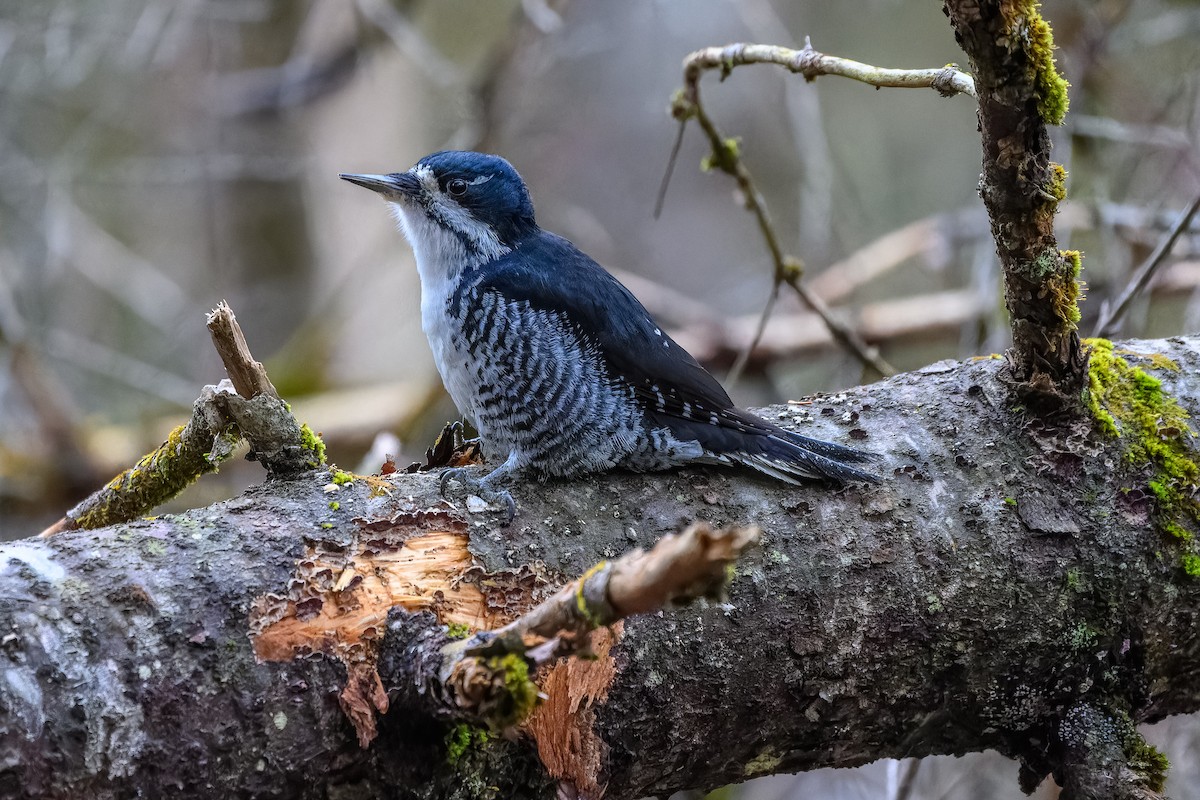 Black-backed Woodpecker - ML644881590