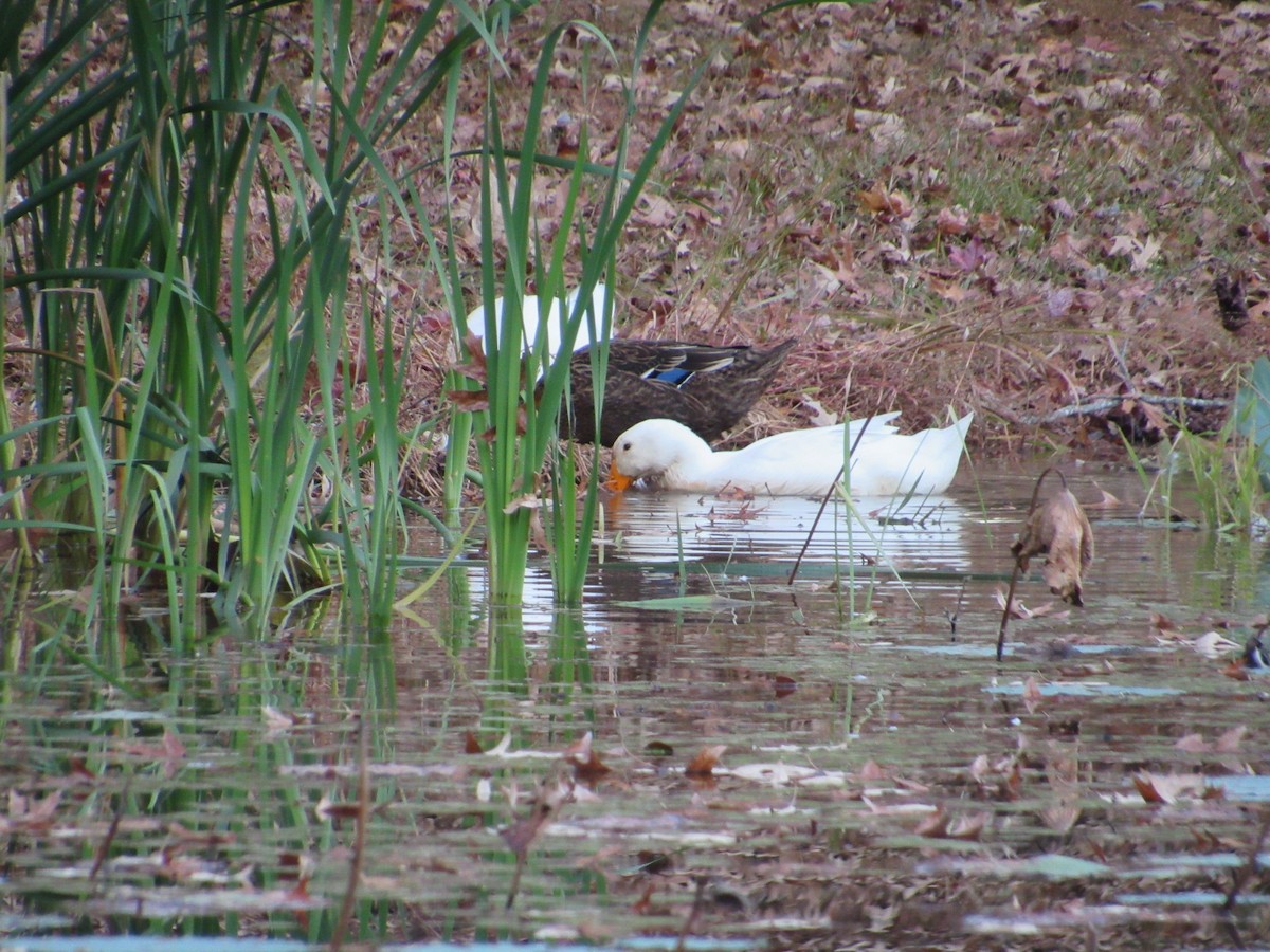 Mallard (Domestic type) - ML644881593