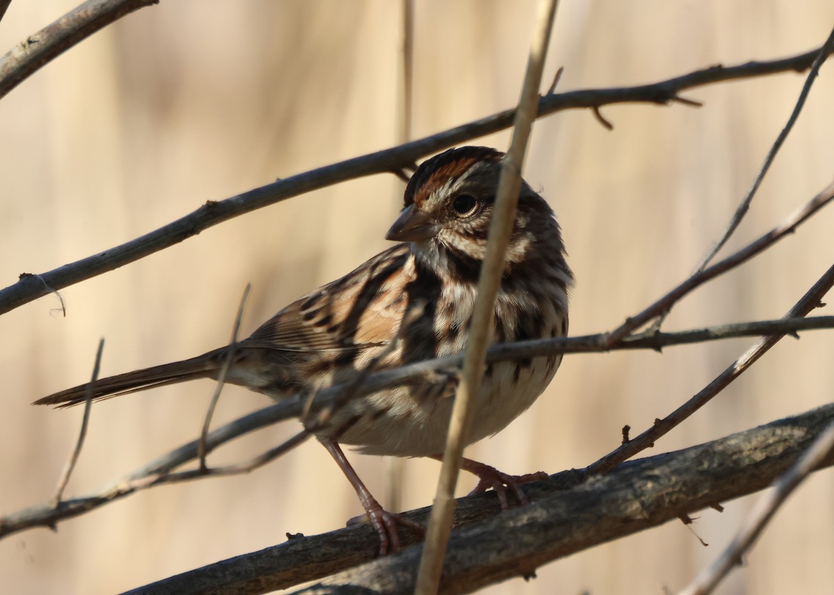 Song Sparrow - ML644881601