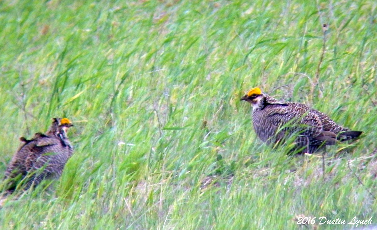 Lesser Prairie-Chicken - ML644881632