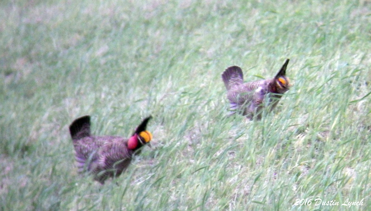 Lesser Prairie-Chicken - ML644881634
