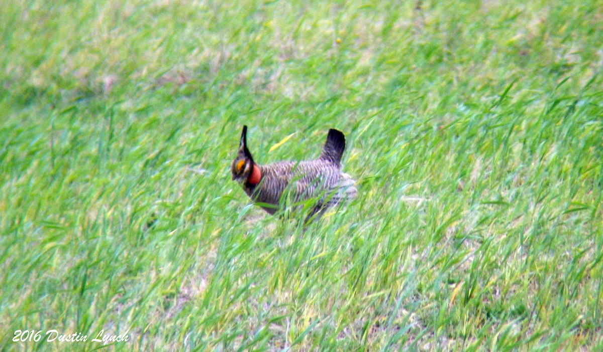 Lesser Prairie-Chicken - ML644881635