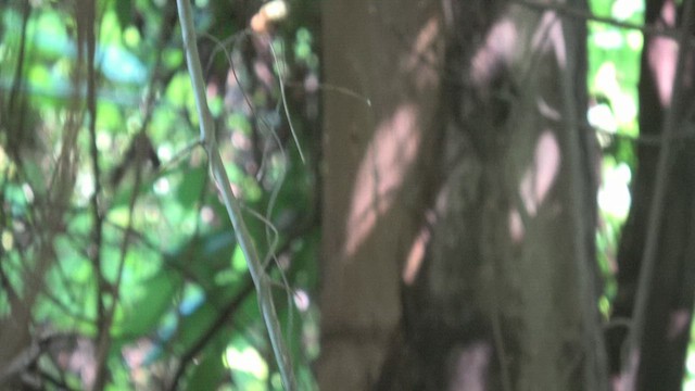 Variable Antshrike - ML644881648