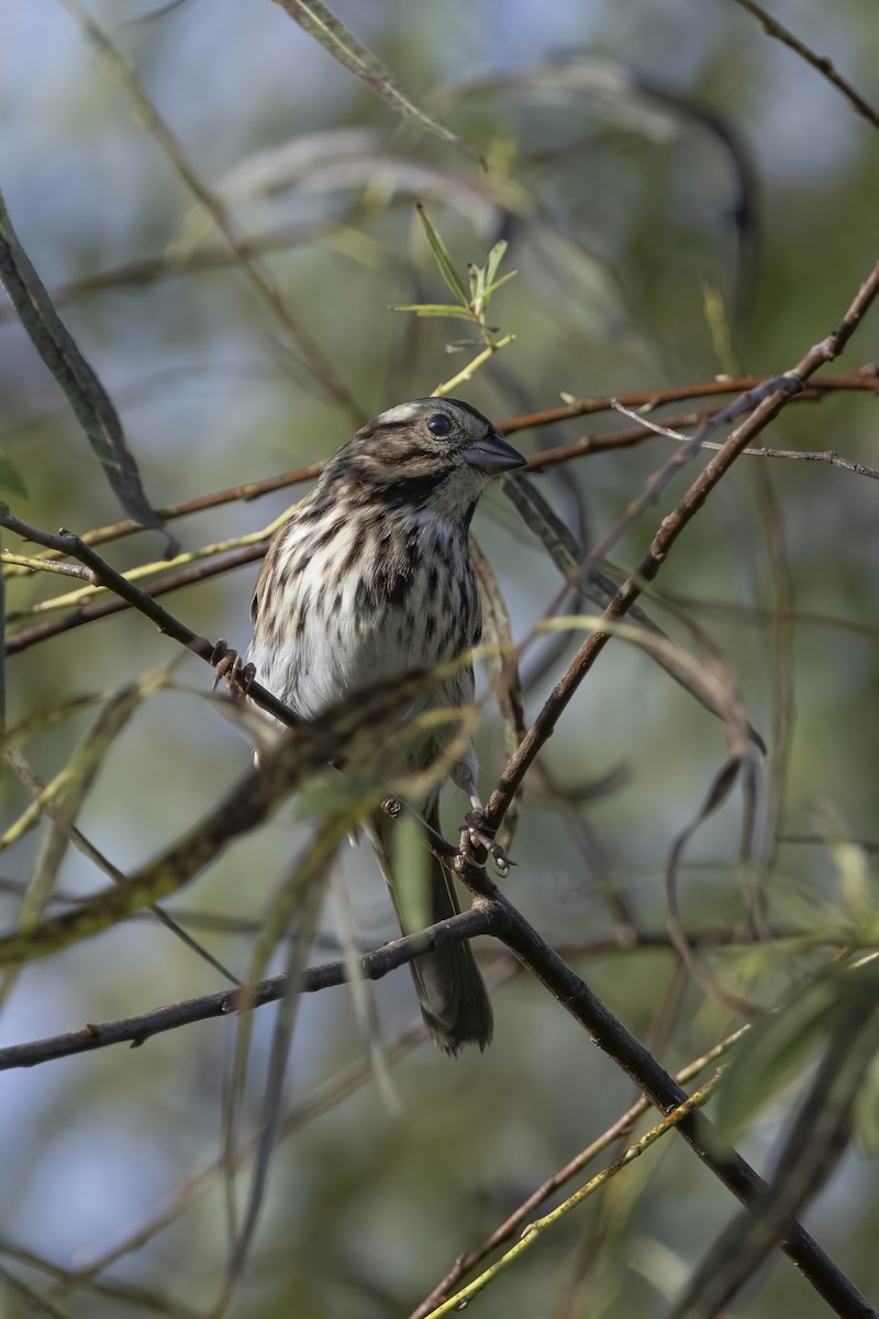 Song Sparrow - ML644881653