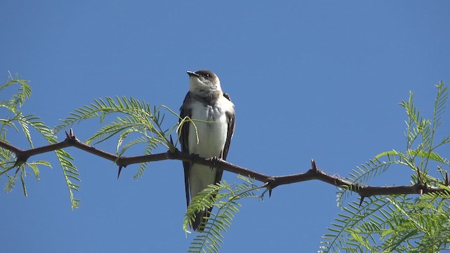 Brown-chested Martin - ML644881658