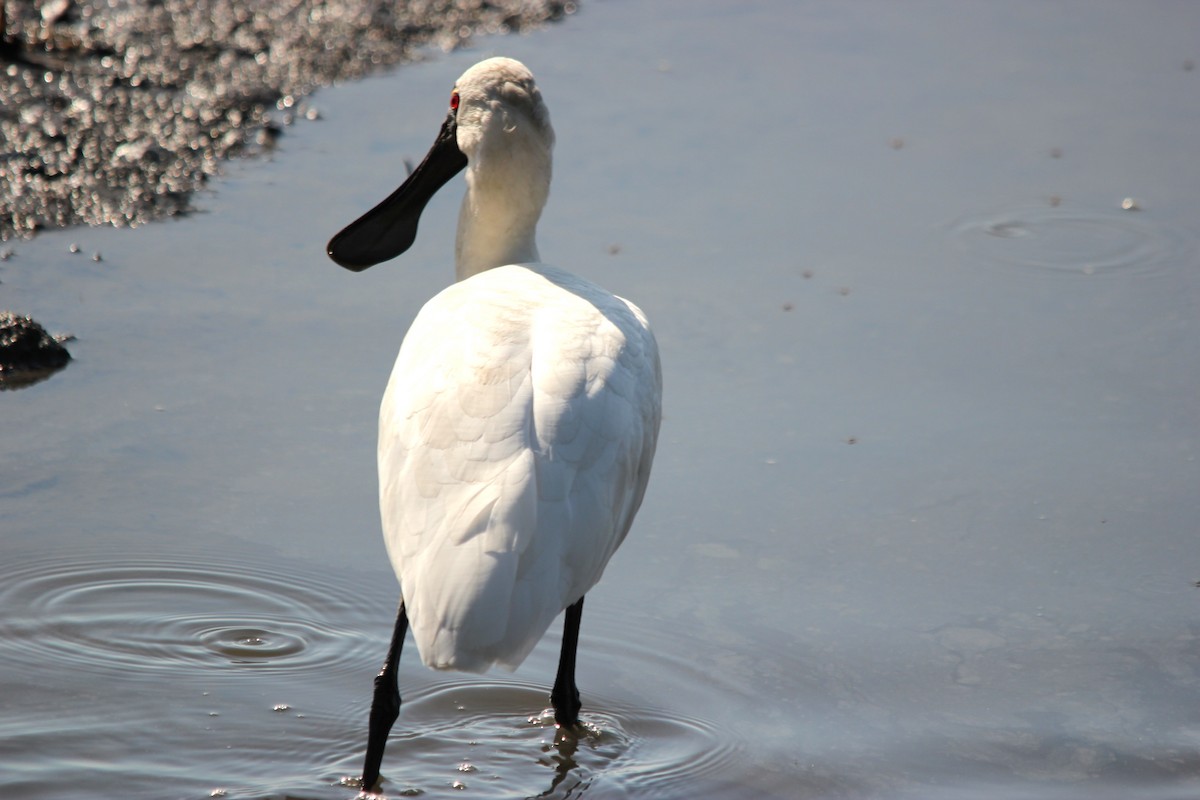 Royal Spoonbill - ML644881659