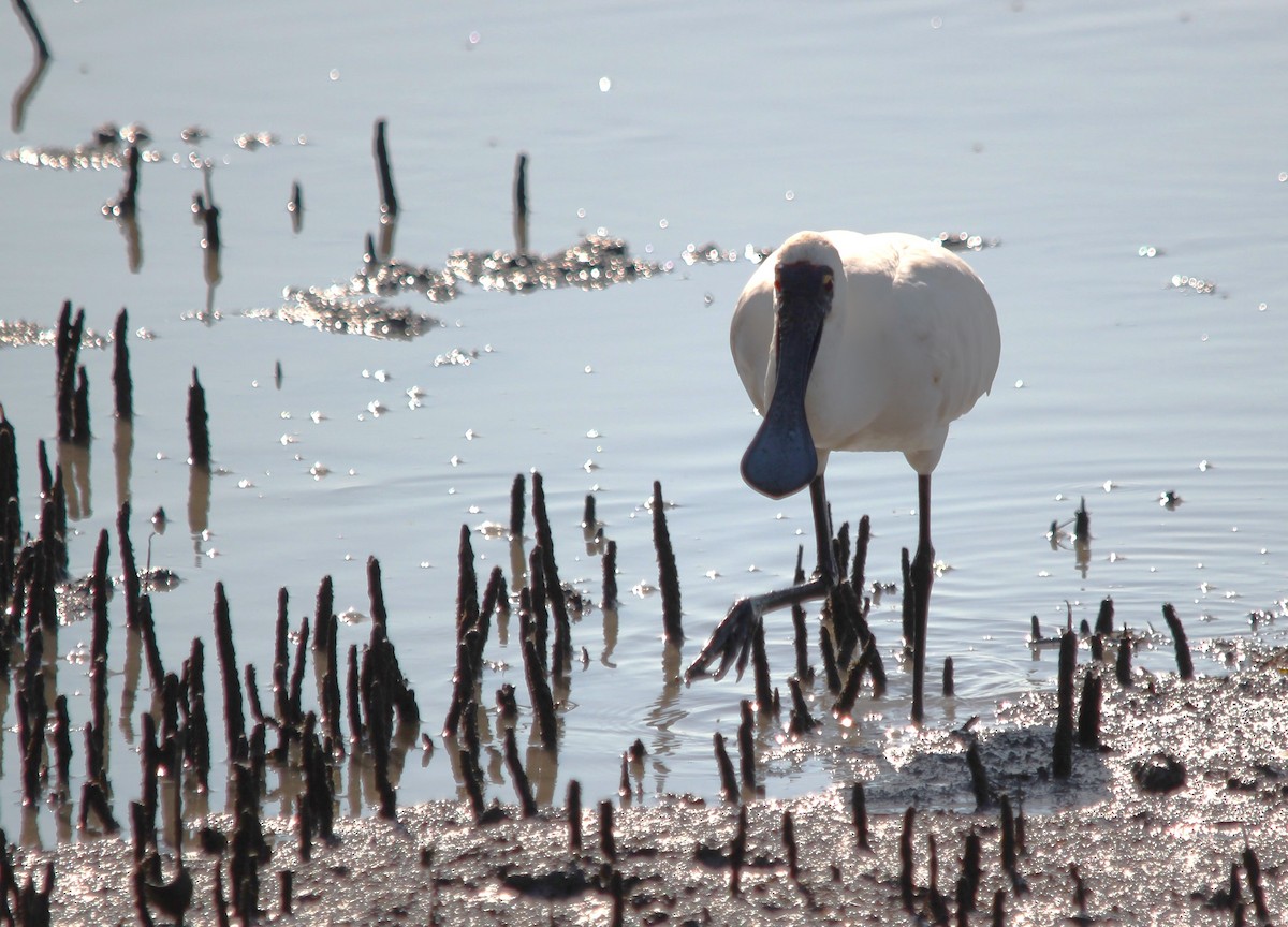 Royal Spoonbill - ML644881660