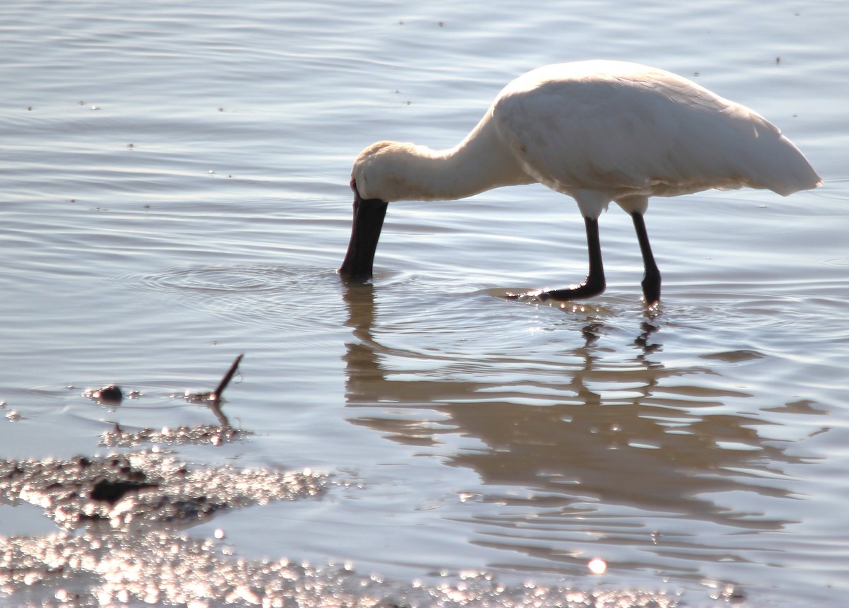 Royal Spoonbill - ML644881661