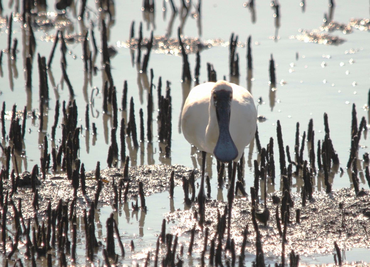 Royal Spoonbill - ML644881662