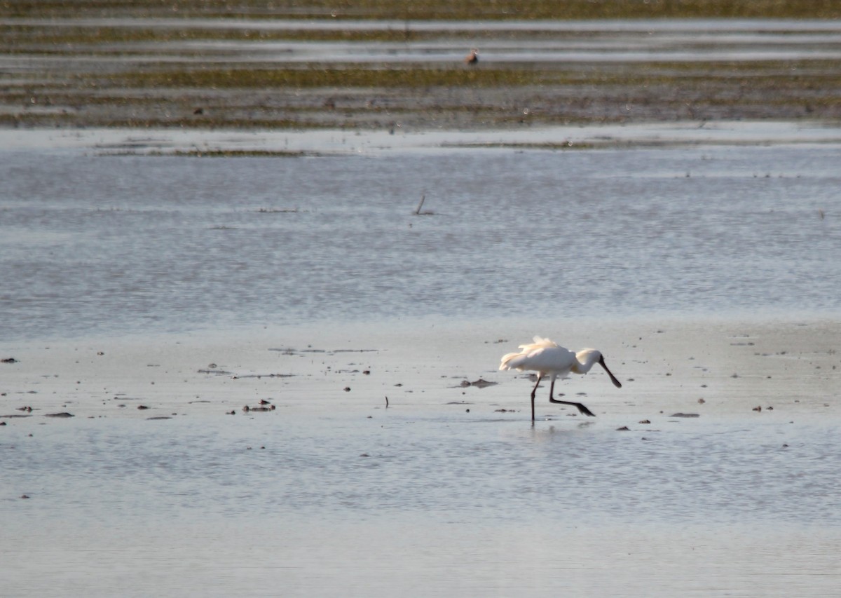 Royal Spoonbill - ML644881663