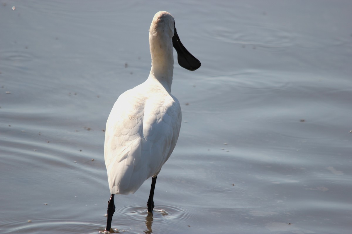 Royal Spoonbill - ML644881664