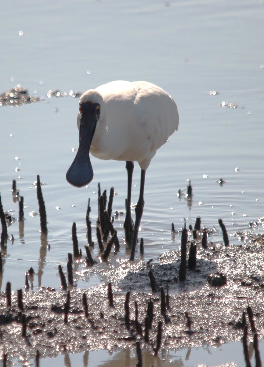 Royal Spoonbill - ML644881665