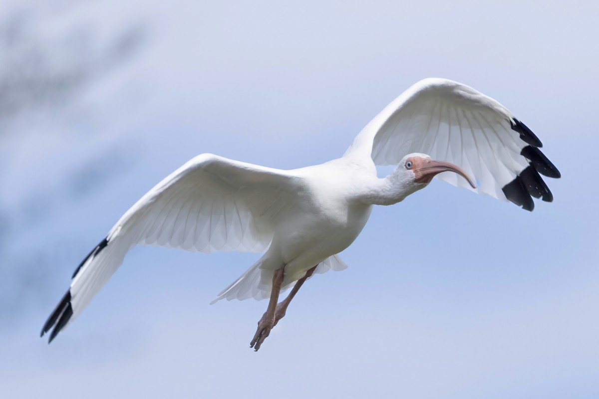 White Ibis - ML644881673