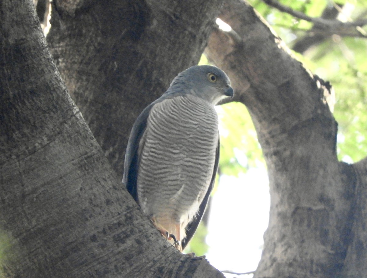 African Goshawk - ML644881680