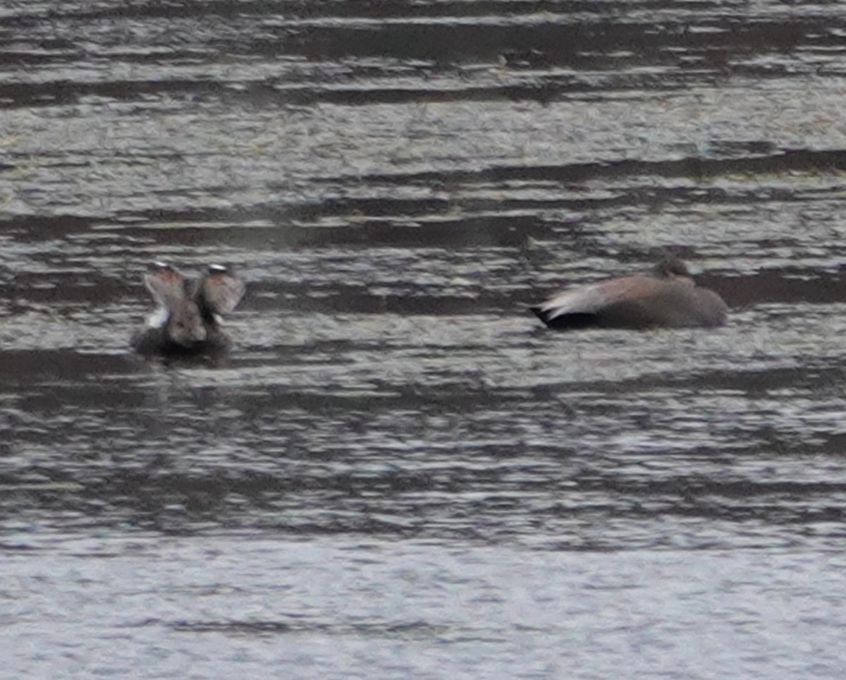 Gadwall - ML644881682