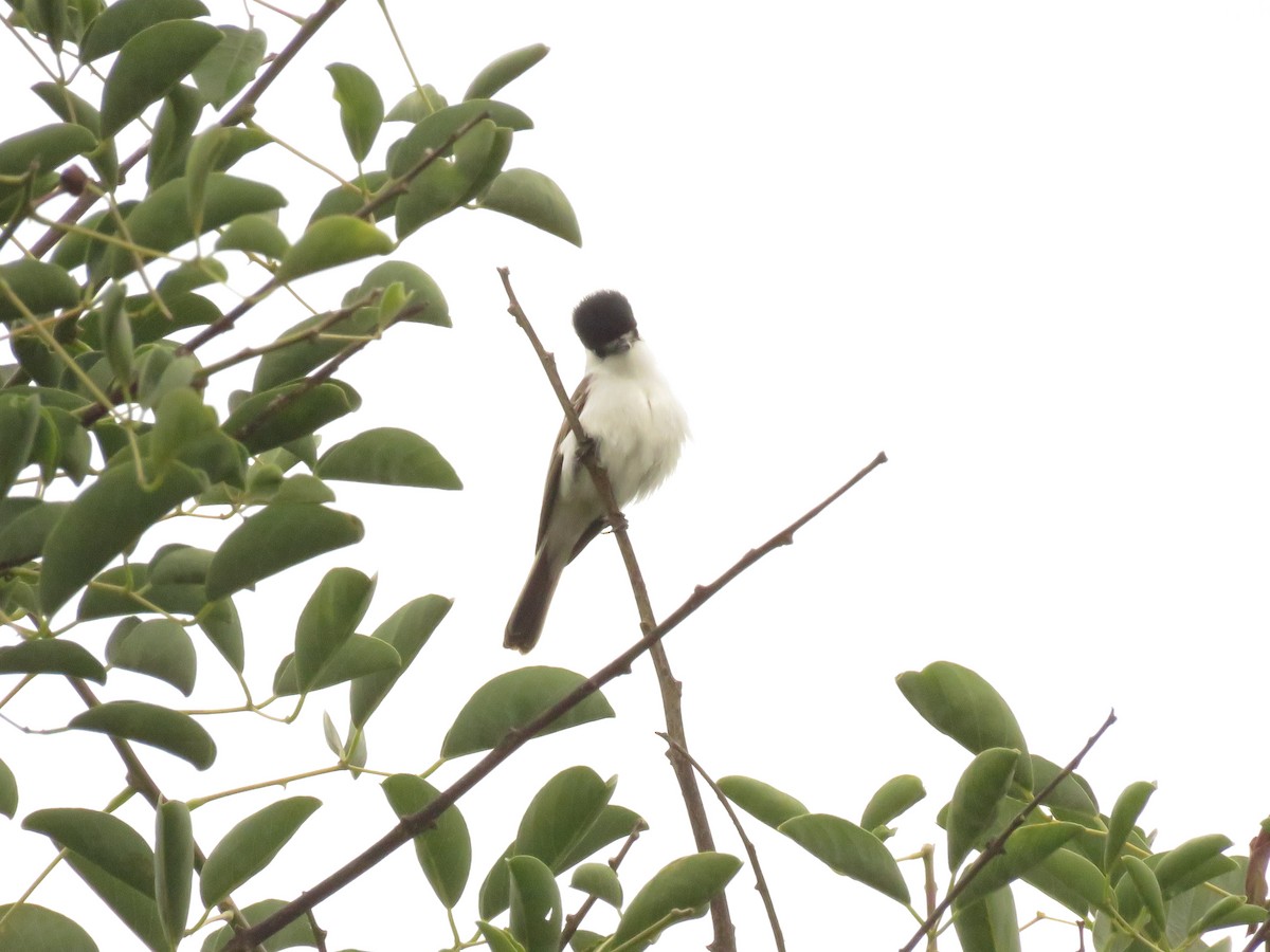 White-naped Xenopsaris - ML644881683