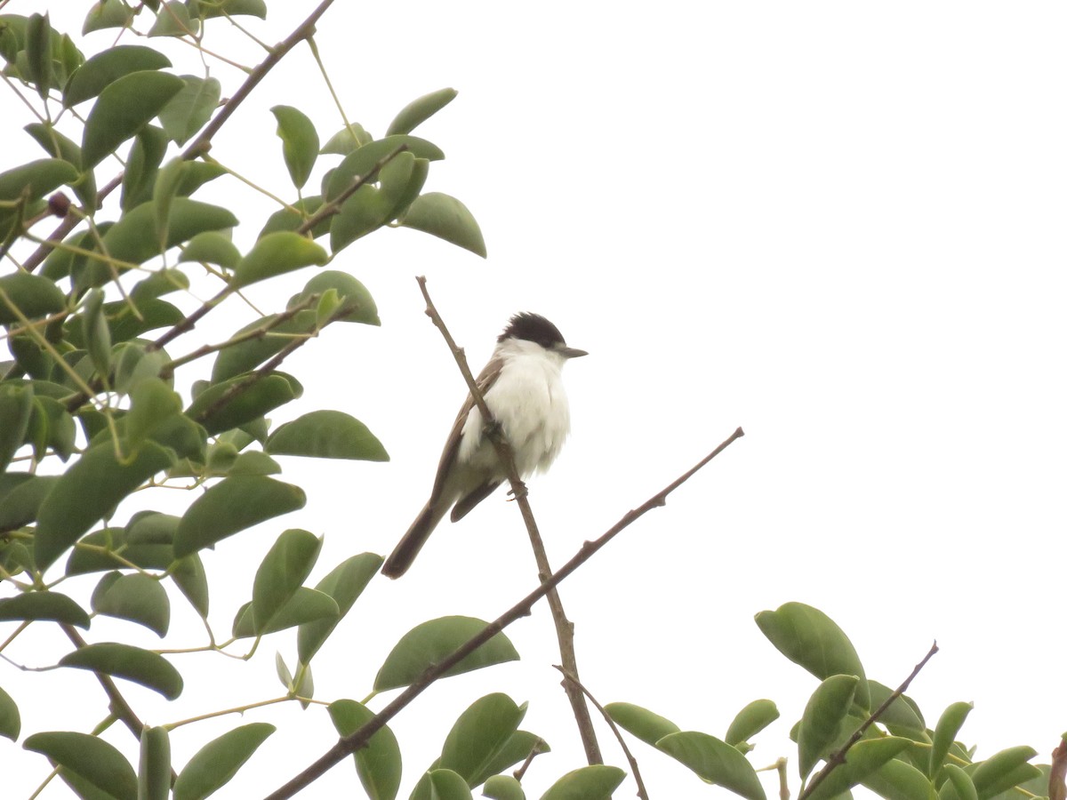 White-naped Xenopsaris - ML644881684
