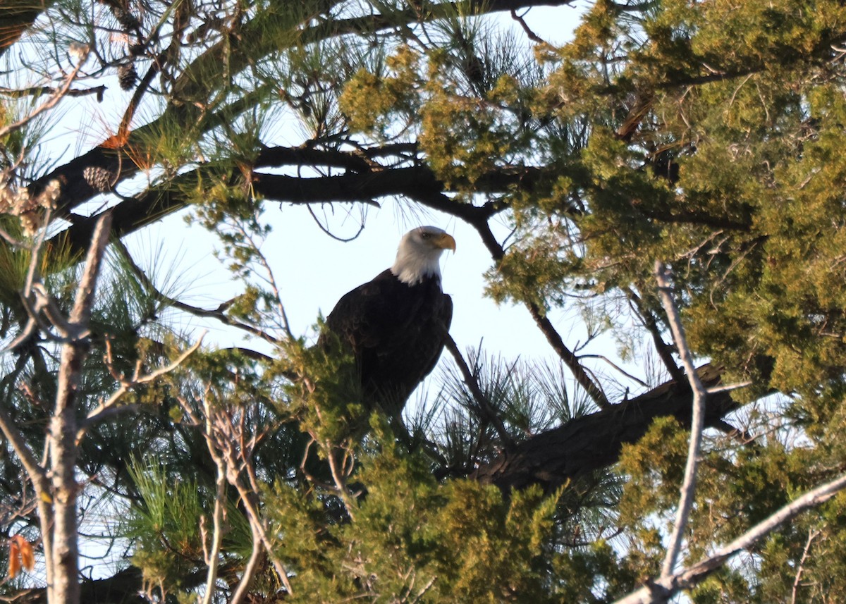 Bald Eagle - ML644881689