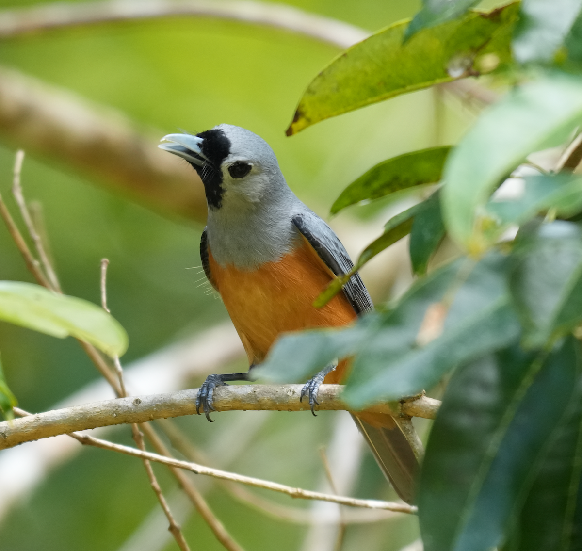 Black-faced Monarch - ML644881692