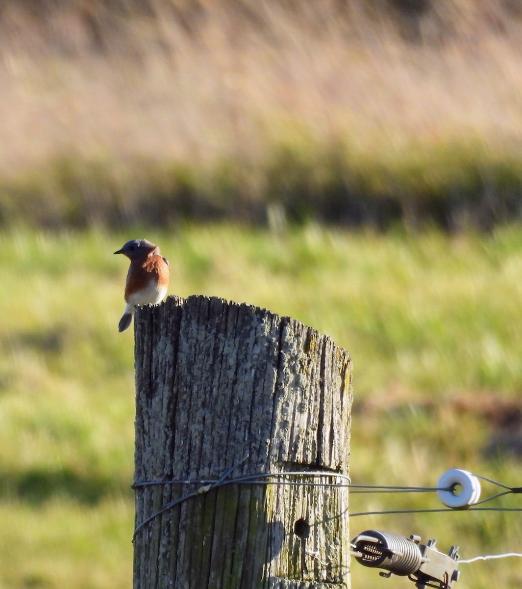Eastern Bluebird - ML644881700