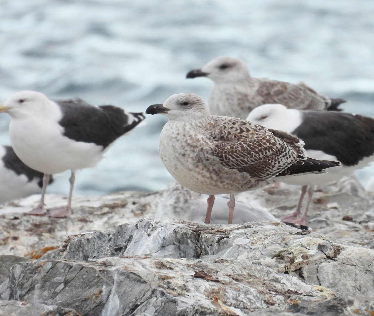 オオカモメ - ML644881712