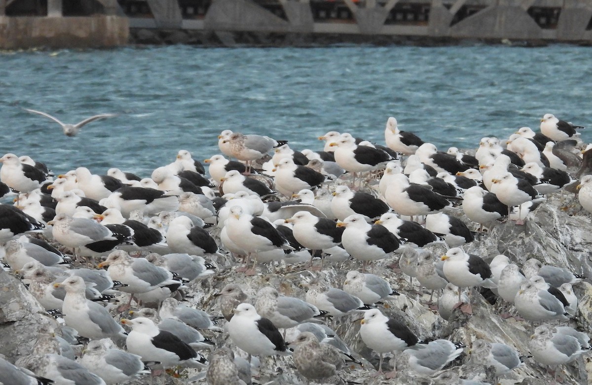 オオカモメ - ML644881713