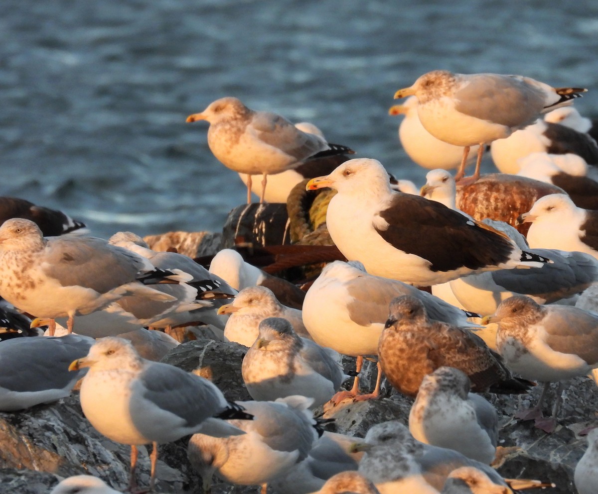 オオカモメ - ML644881714