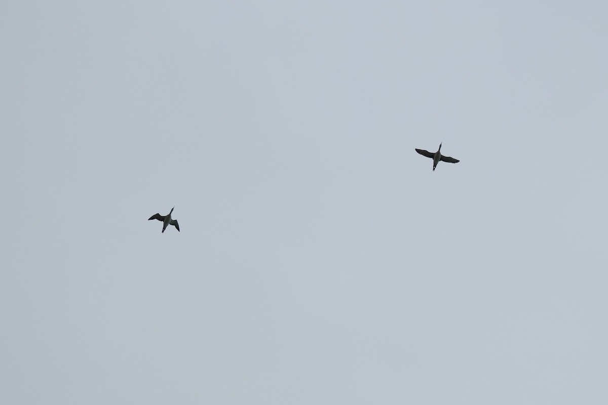 Common Loon - ML644881722