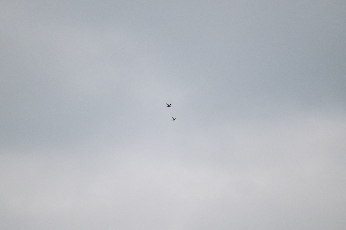 Common Loon - ML644881723