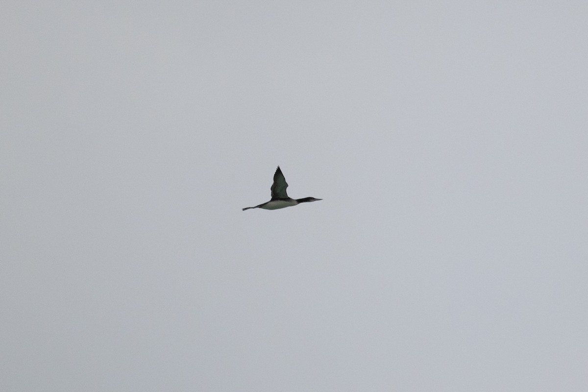 Common Loon - ML644881724