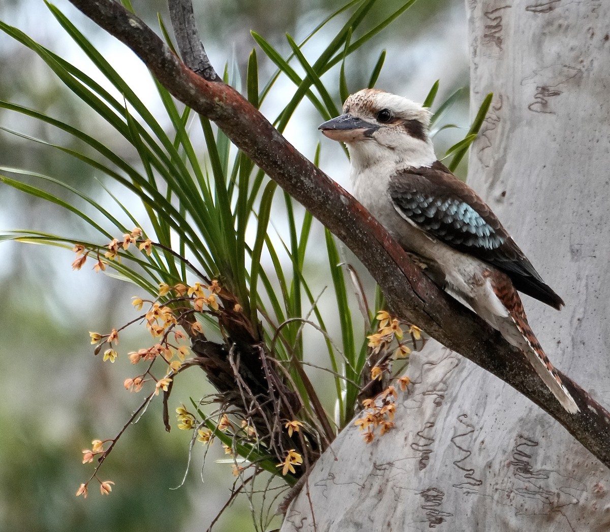 Laughing Kookaburra - ML644881748