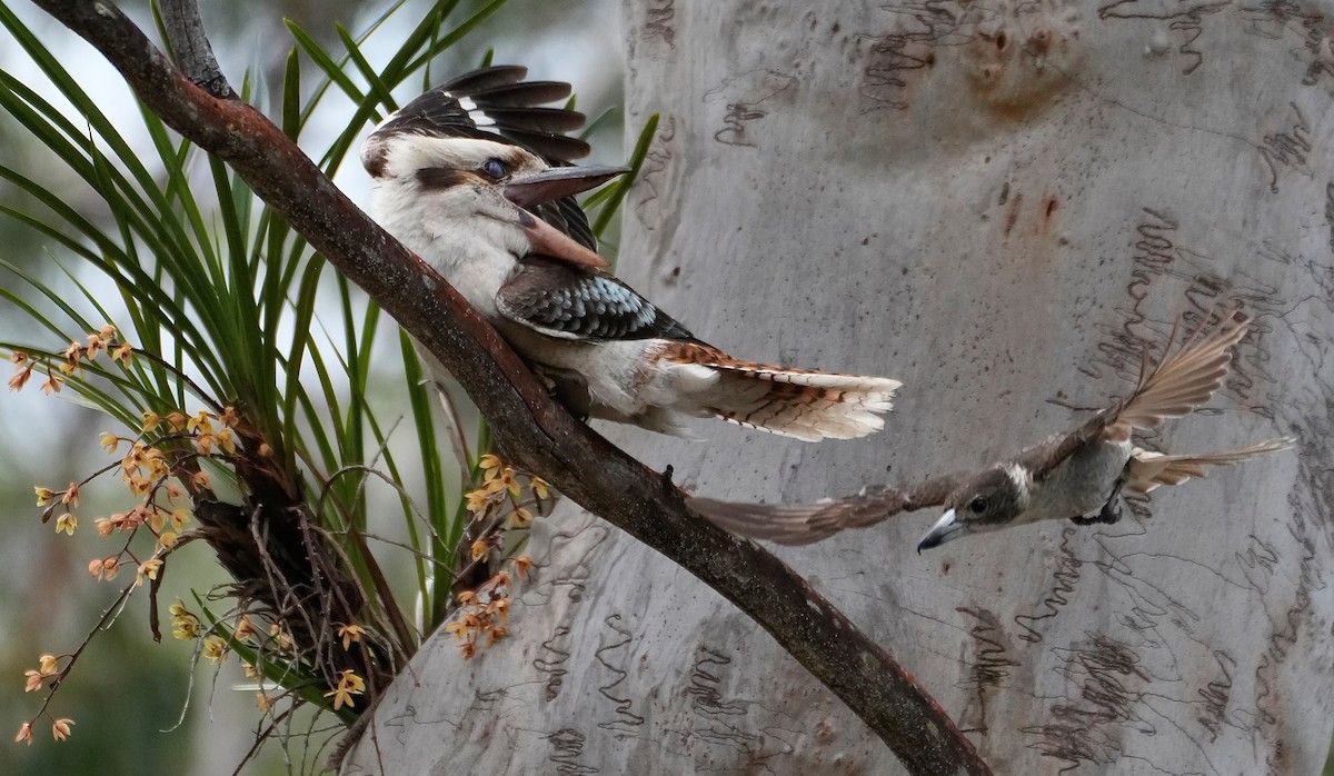 Laughing Kookaburra - ML644881749