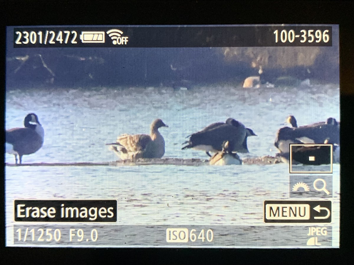 husa tundrová - ML644881752