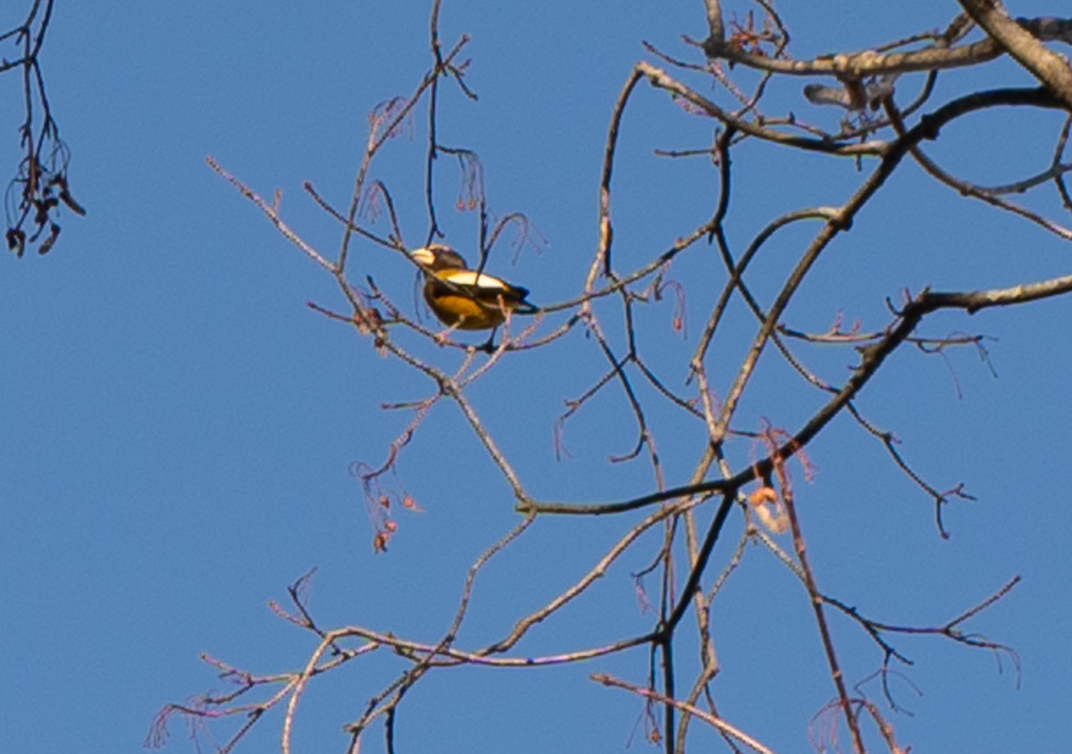 Evening Grosbeak - ML644881759