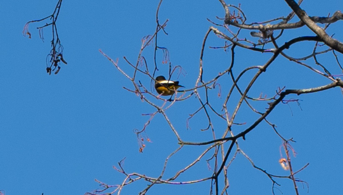 Evening Grosbeak - ML644881760