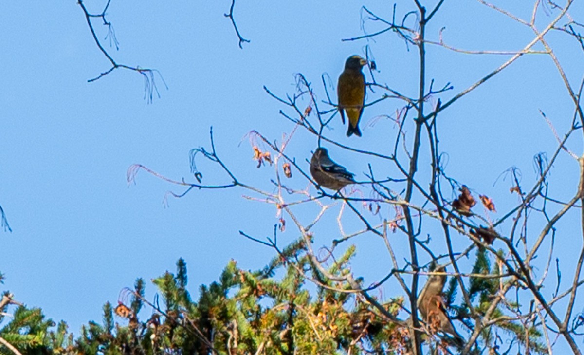 Evening Grosbeak - ML644881761