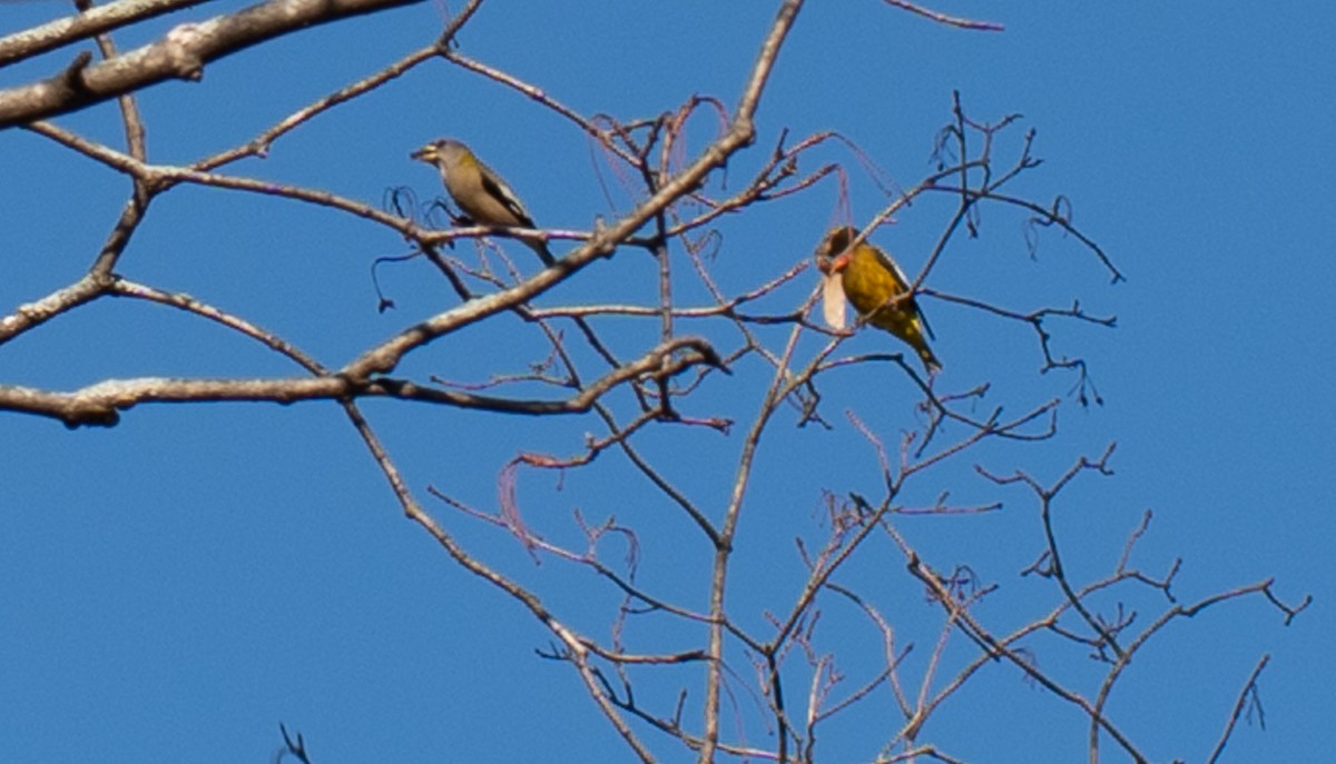 Evening Grosbeak - ML644881762