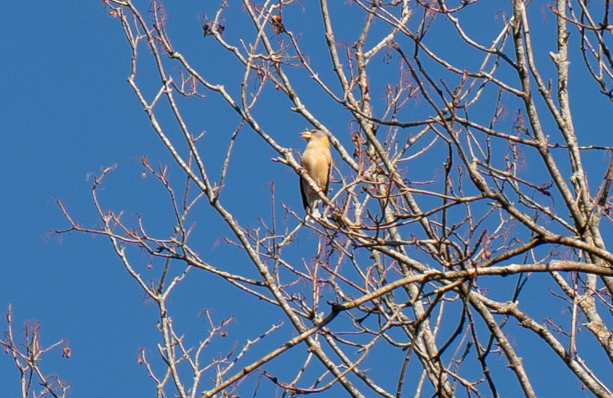 Evening Grosbeak - ML644881763