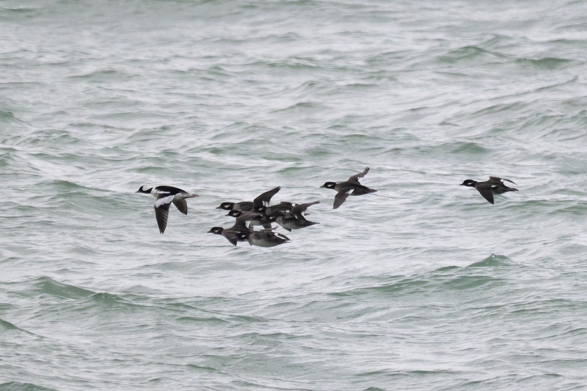 Bufflehead - ML644881767