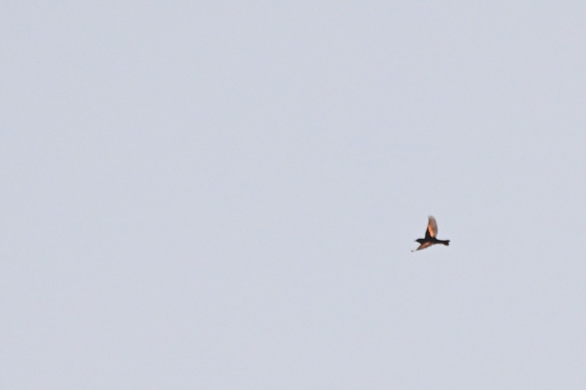 סבכון חכלילי - ML644881768