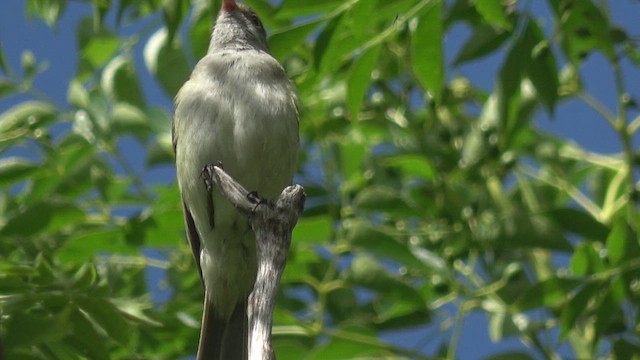 Small-billed Elaenia - ML644881770