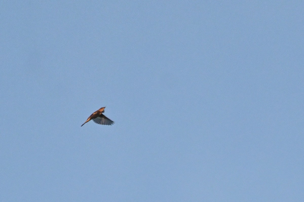 סבכון חכלילי - ML644881771