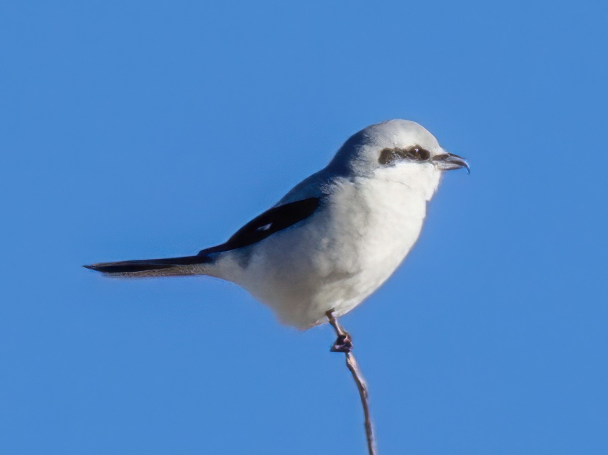 ťuhýk severní - ML644881772