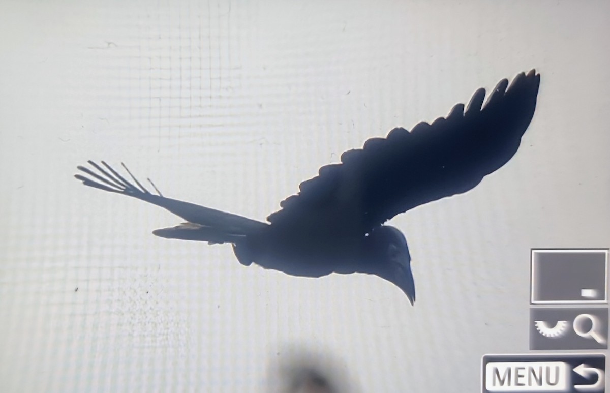 クロコブサイチョウ - ML644881773