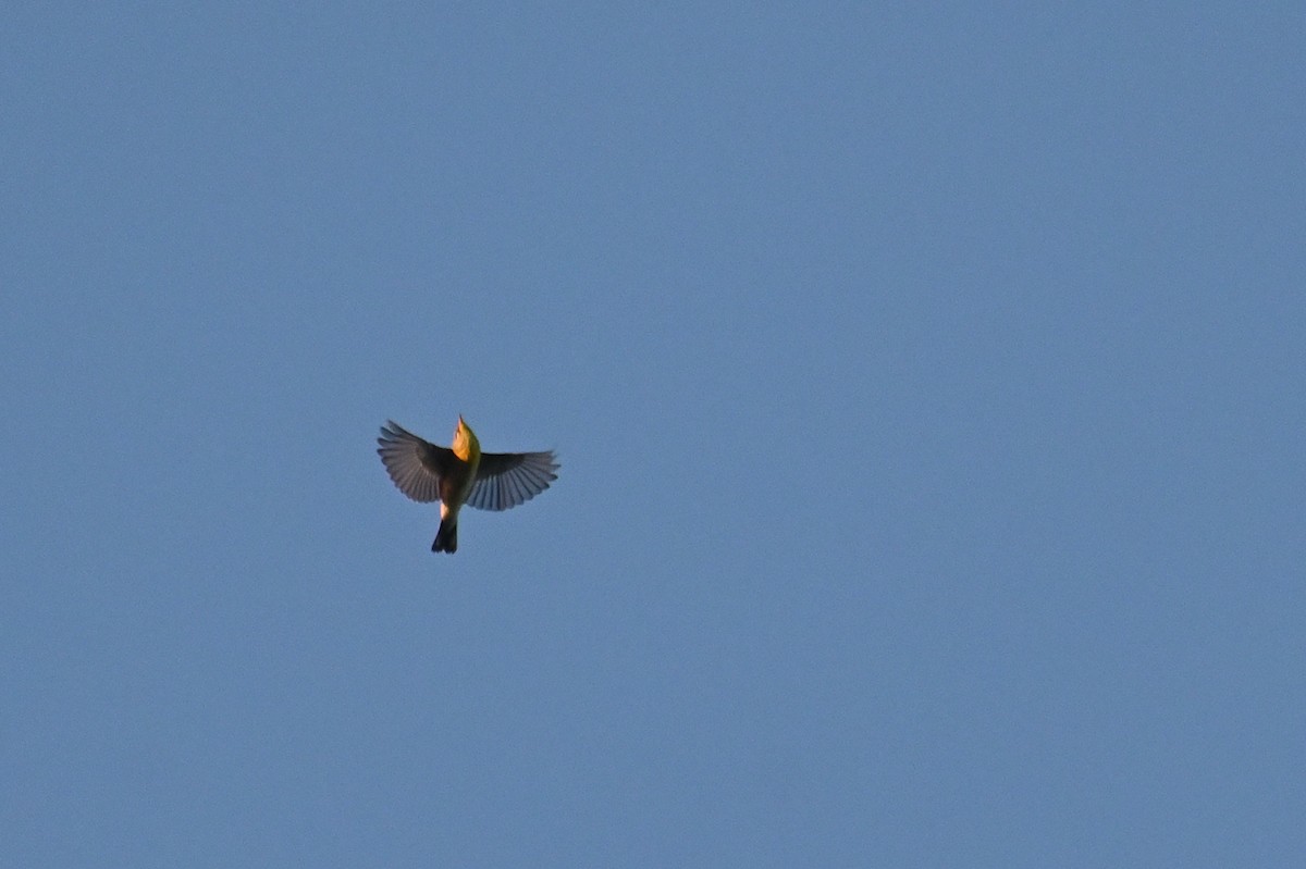 Northern Parula - ML644881774