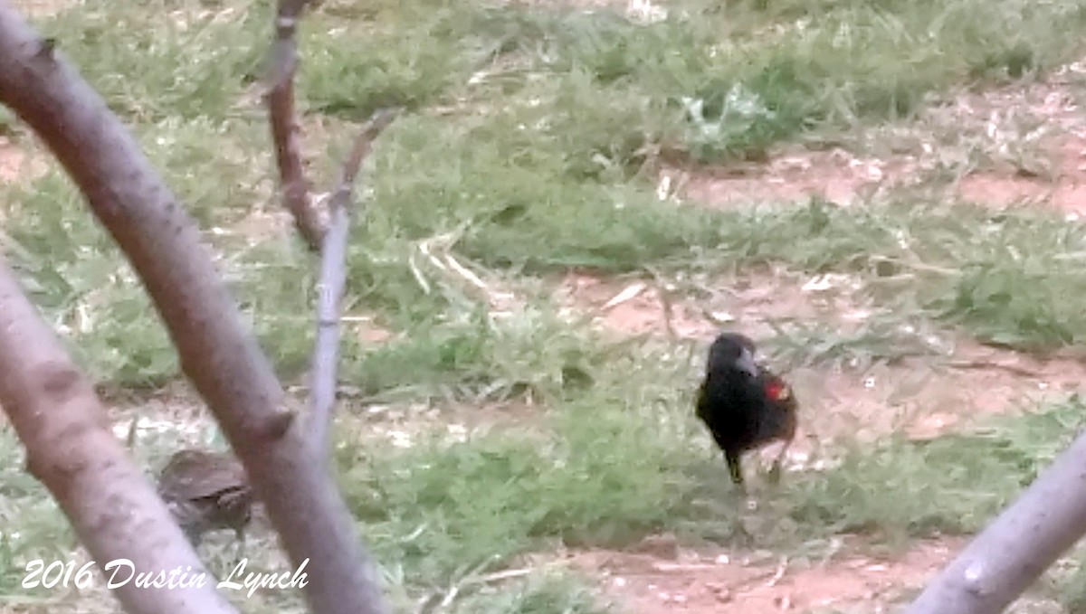 Red-winged Blackbird - ML644881796