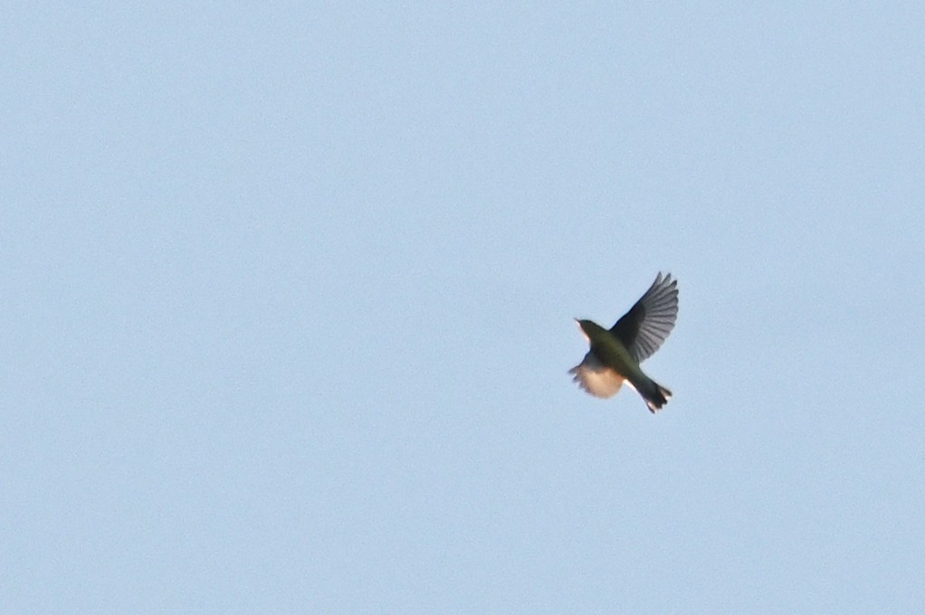new world warbler sp. - ML644881808